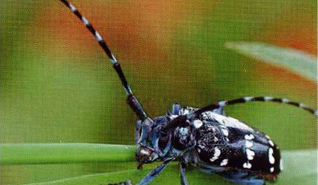 &ldquo;drakula&rdquo; Trabzon&rsquo;da Ortaya &Ccedil;ıktı