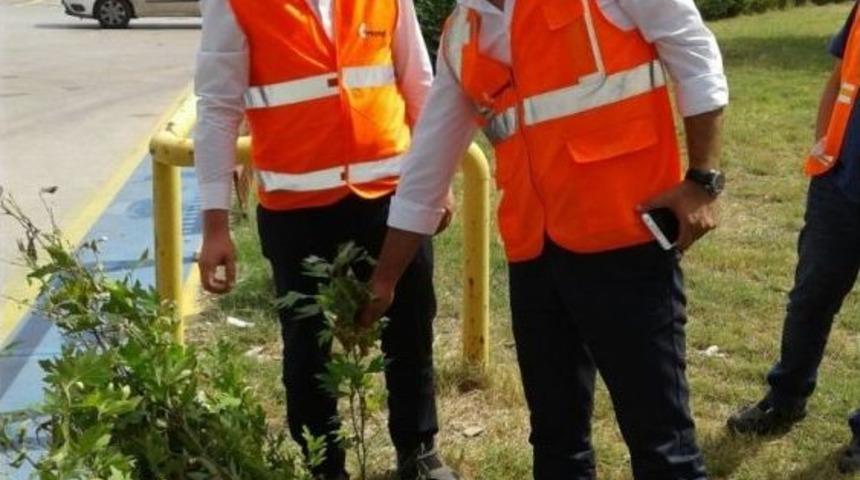 Aosb’de Sanayicilere 5 Bin Fidan Dağıtıldı