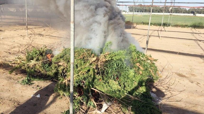 Serada Yetiştirilen Kenevirler Yakılarak İmha Edildi
