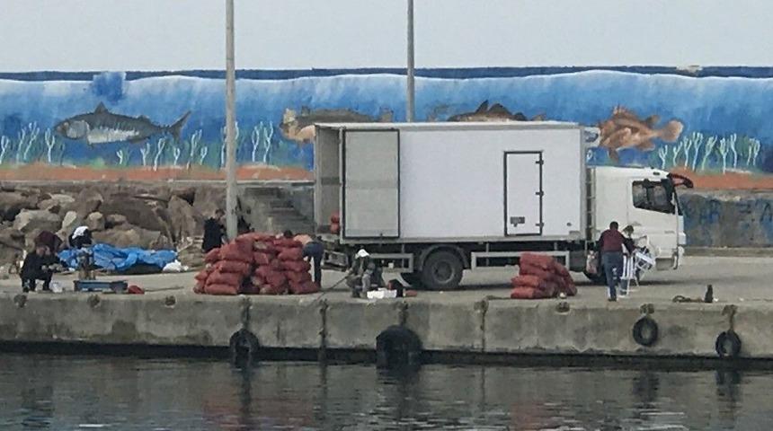 Ak&ccedil;akoca&rsquo;da Deniz Salyangozu Sevkiyatı S&uuml;r&uuml;yor