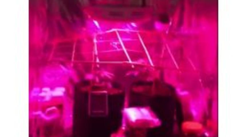 (&ouml;zel Haber) Polis Yatak Odasında Hint Keneviri Bah&ccedil;esi Buldu