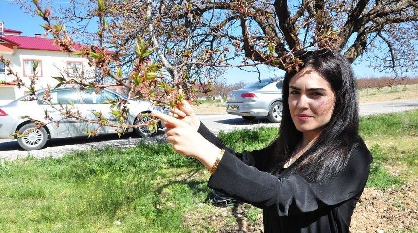 Kayısı Ağa&ccedil;larını Don Vurdu