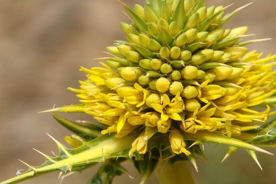 &Uuml;nl&uuml; Botanik&ccedil;i D&ouml;rt Yeni Bitki T&uuml;r&uuml; Keşfetti