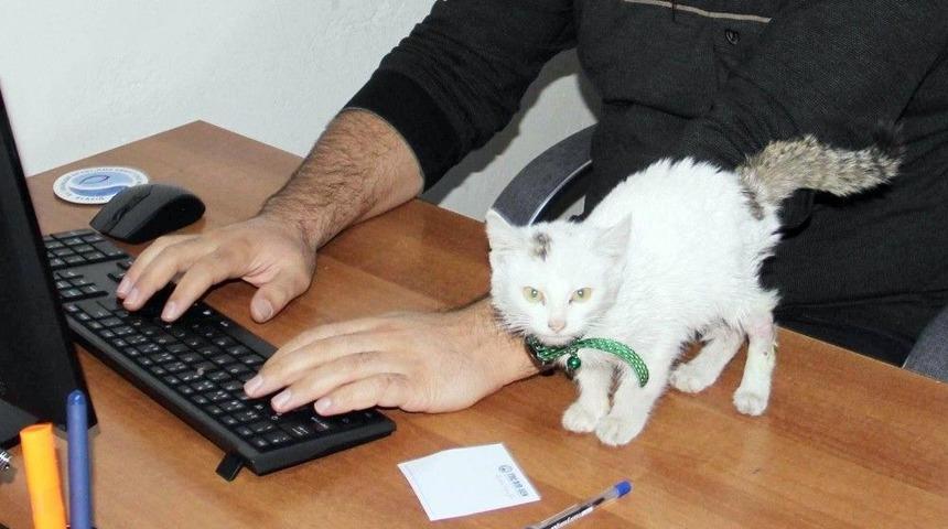 Yaralı Kedi Kurumun Maskotu Oldu