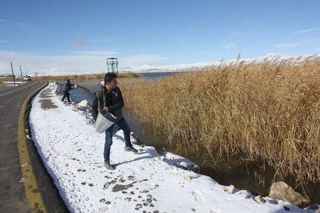 Van’da Yaban Hayvanları İçin Sulak Alanlara Yem Bırakıldı