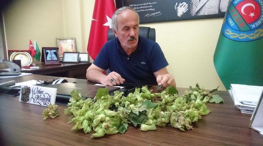 Giresun&rsquo;da Etkili Olan Fırtına Fındığa Zarar Verdi