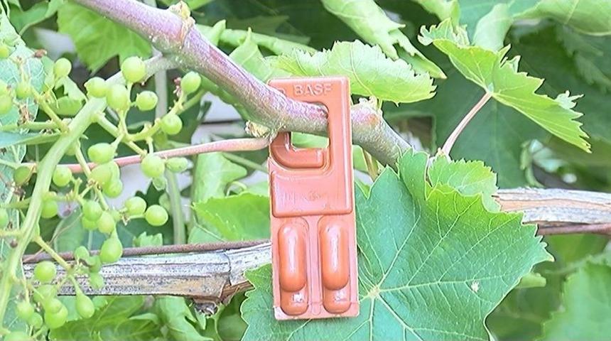 (&ouml;zel) Bağlarda Salkım G&uuml;vesine Karşı Biyolojik M&uuml;cadele