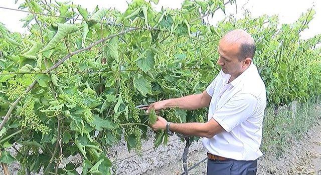 (özel) Bağlarda Salkım Güvesine Karşı Biyolojik Mücadele