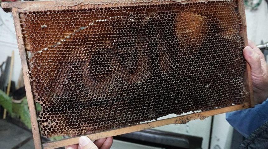 Arılar Petek Üzerine ’allah’ Yazdı