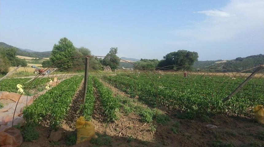 Osmaniye’nin Sebze "bahçe"si