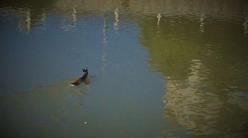 Yolunu Şaşıran Karaca Yeşilırmak&rsquo;a Daldı