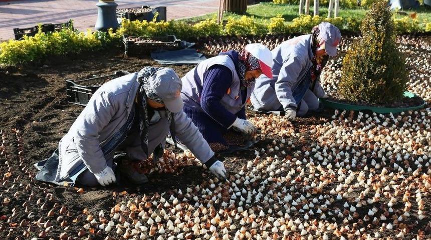 Keçiören Lale Soğanlarıyla Donatılıyor