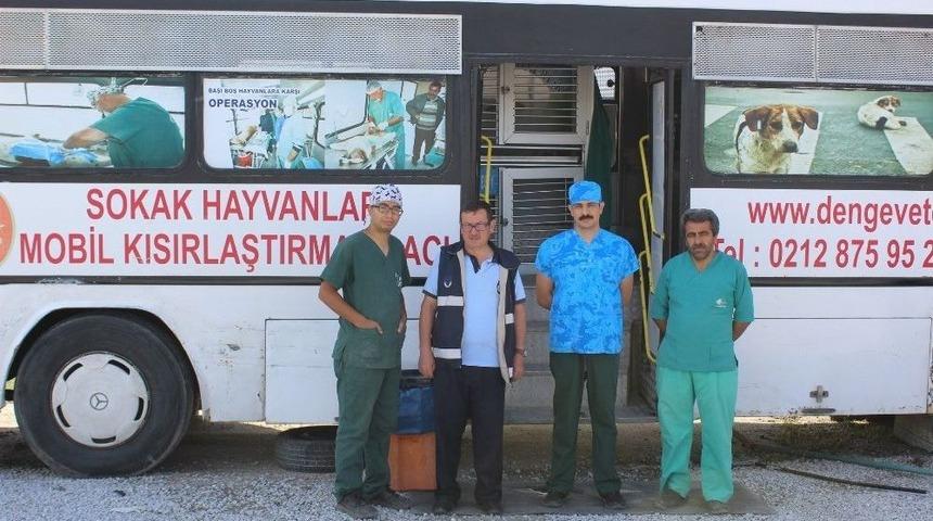 &Ccedil;ardak Beldesinde Sokak Hayvanları Kısırlaştırılıyor