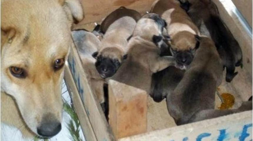 Belediye Bir Yılda 3 Bin 604 Sokak Hayvanını Rehabilite Etti