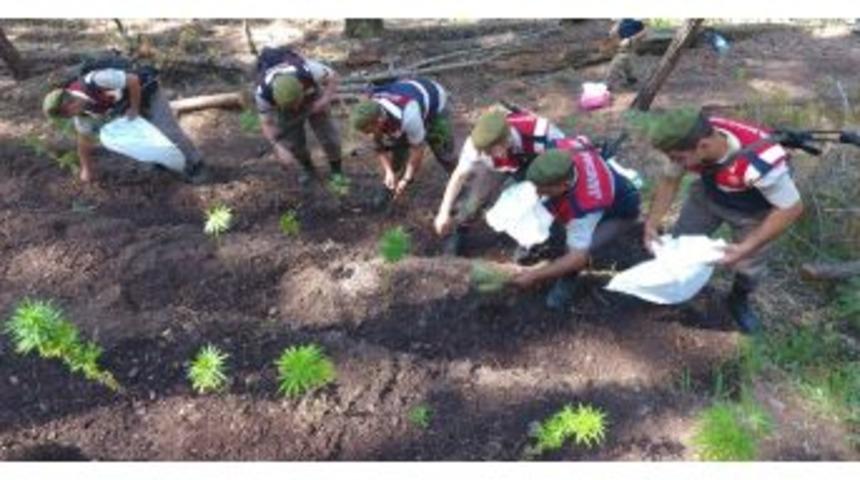 Jandarmadan Ormanda Uyuşturucu Operasyonu