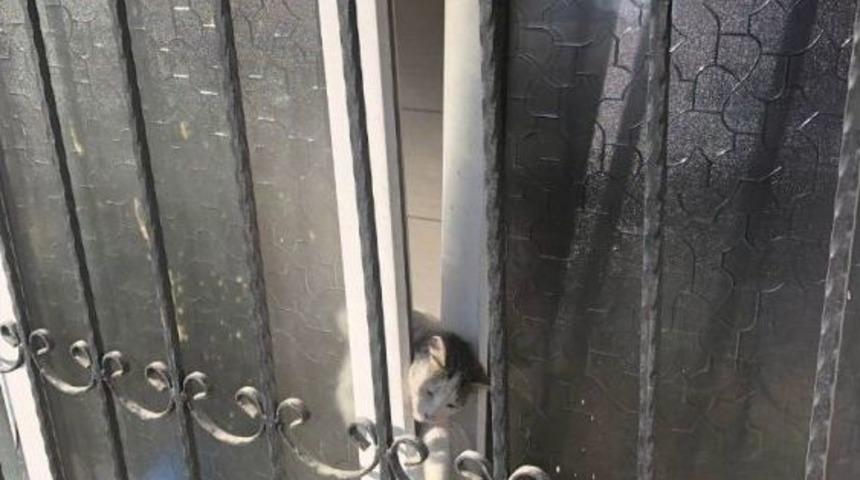 Pencereye Sıkışan Kediyi Zabıta Kurtardı