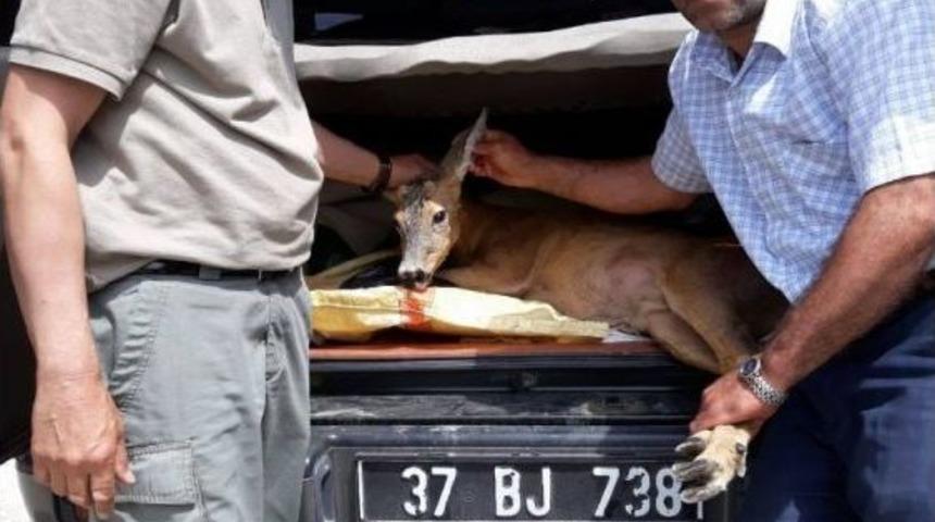 Yaralı Karaca, Koruma Altına Alındı