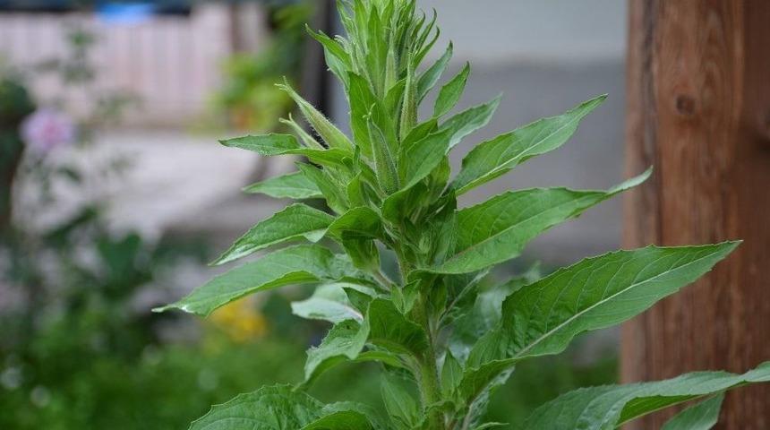 Bu Çiçek Sadece Ezanın Okunmasıyla Açıyor