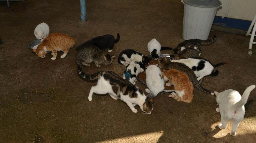 9 Bin 915 Sokak Hayvanın Bakım Ve Tedavileri Yapıldı