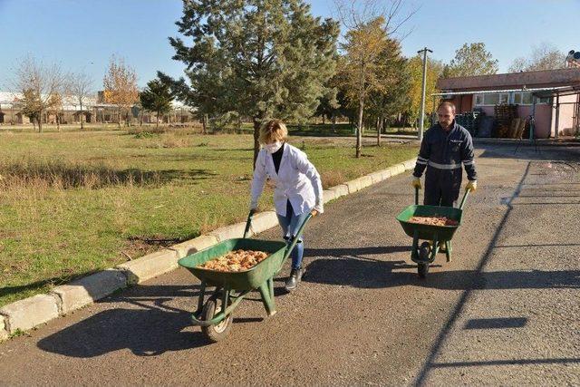 9 Bin 915 Sokak Hayvanın Bakım Ve Tedavileri Yapıldı