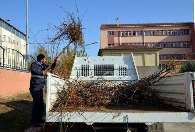 Ağaç Budama Çalışmaları Sürüyor