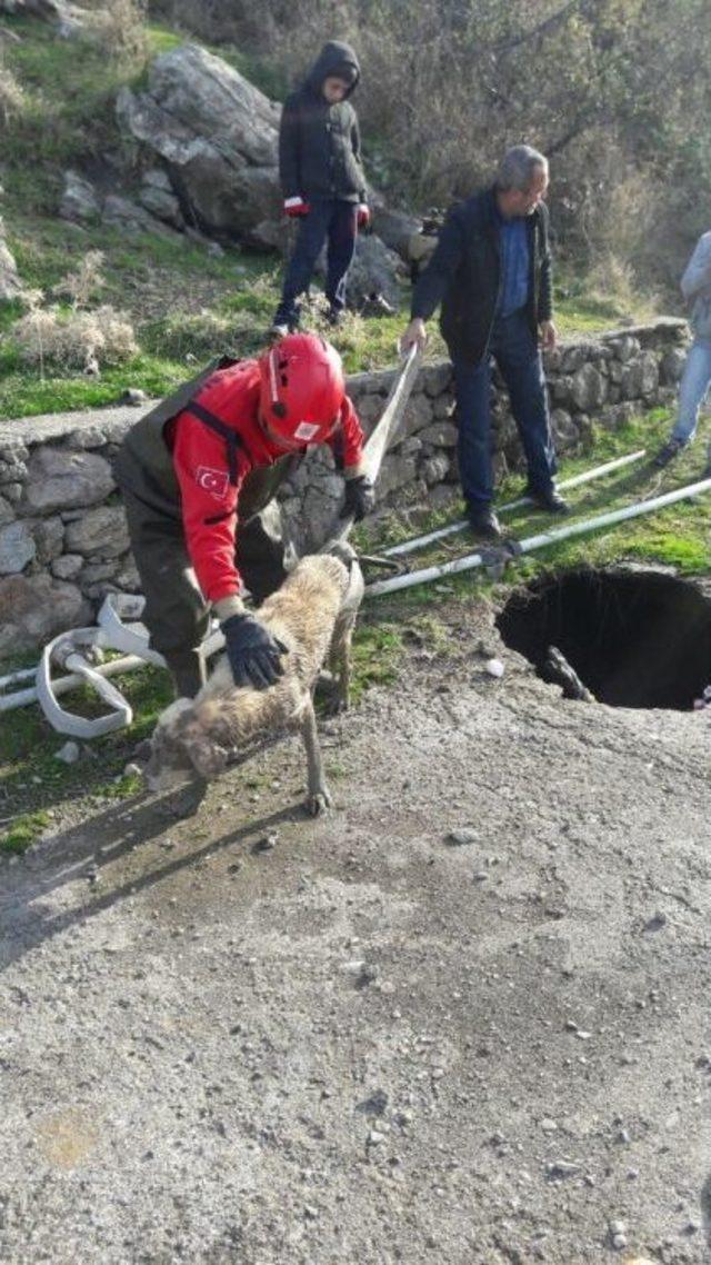 Su Kuyusuna Düşen Köpeği İtfaiye Kurtardı