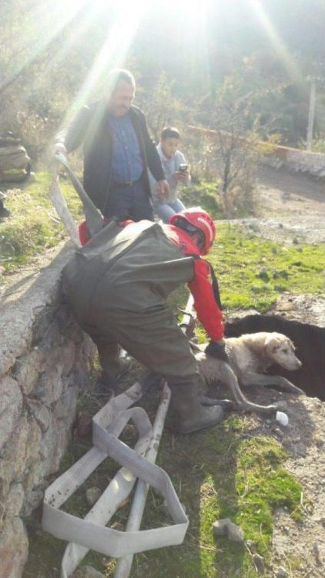 Su Kuyusuna Düşen Köpeği İtfaiye Kurtardı