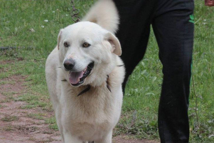 Eskişehir’in Değeriydi Amerikalılar Keşfetti G1