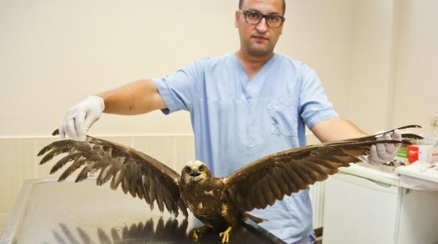 Yaralı Şahine Şefkat Eli