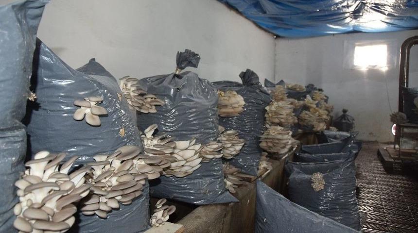 D&uuml;zce &Uuml;niversitesi Tıbbi Ve Yenilebilir Mantar &Uuml;retimine Başladı