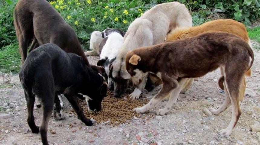 &Ccedil;eşmeli Hayvanseverler Dostları İ&ccedil;in Buluştu