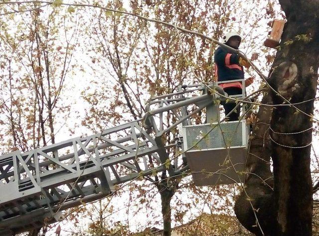 Malatya’daki Kuş Yuvaları Onarıldı