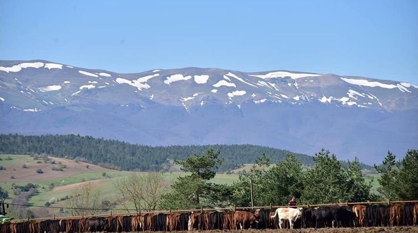 B&uuml;y&uuml;kşehirden Hayvancılığa Destek