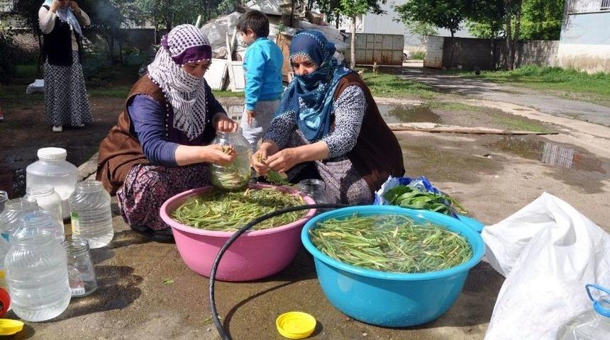 Sofraların Vazge&ccedil;ilmezi Cağ Bitkisine B&uuml;y&uuml;k İlgi