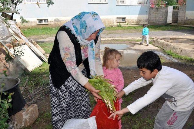 Sofraların Vazgeçilmezi Cağ Bitkisine Büyük İlgi