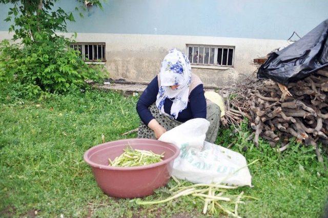 Sofraların Vazgeçilmezi Cağ Bitkisine Büyük İlgi