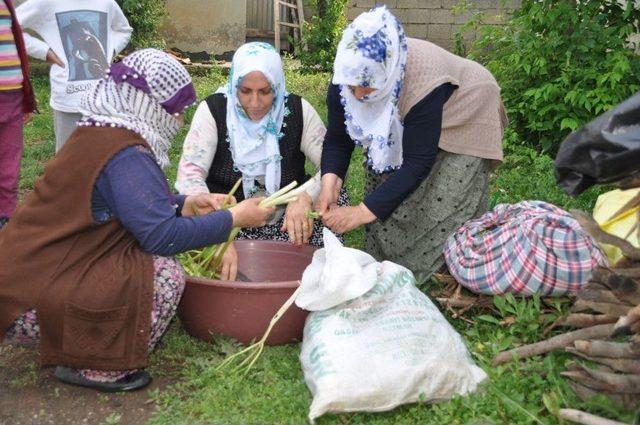 Sofraların Vazgeçilmezi Cağ Bitkisine Büyük İlgi