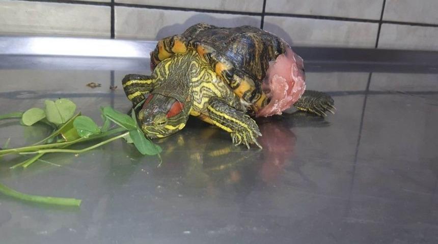 Antalya&rsquo;da 4. Kattan D&uuml;şen Kaplumbağa Tedavi Edildi