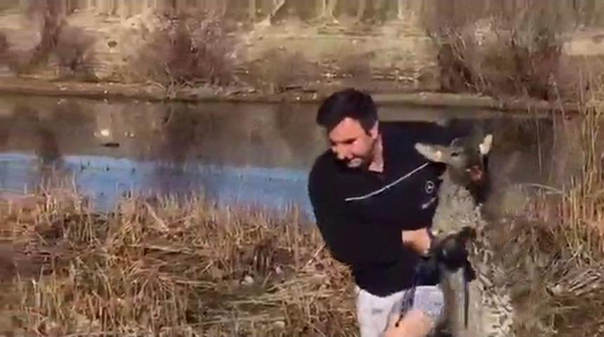 Yaralı Karacayı Köpeklerin Elinden Kurtardılar