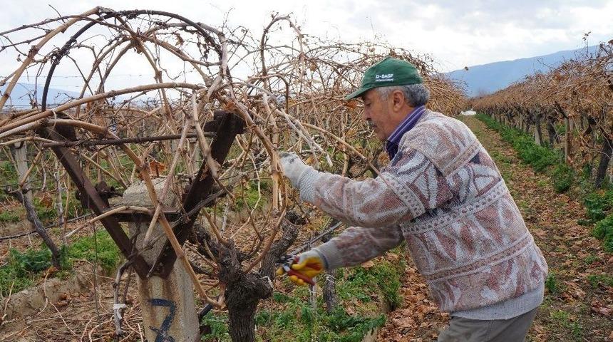 Sarıg&ouml;l&rsquo;de Bir Yanda Hasat Bir Yanda Budama
