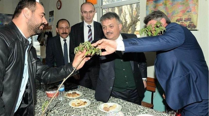 Bandırma&rsquo;dan 25 &Uuml;lkeye 1 Milyon Ceviz Fidanı