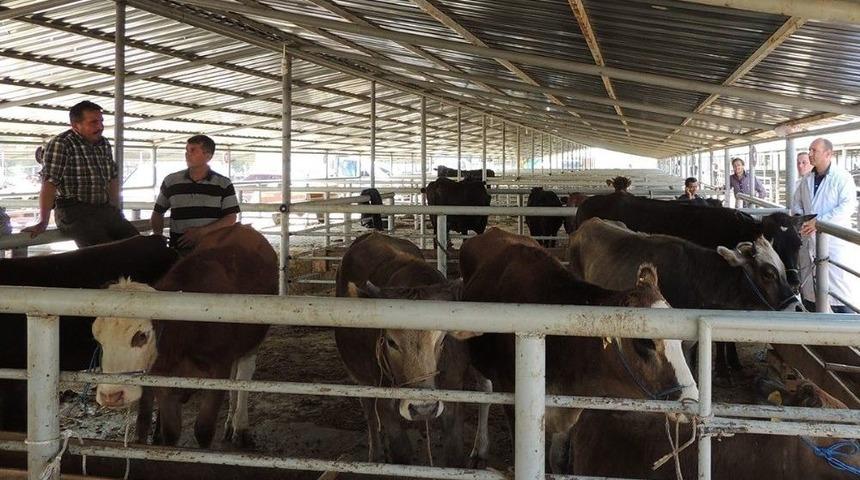 Şap Krizinin Sona Erdiği Bolu&rsquo;da Hayvan Pazarları Tekrar A&ccedil;ıldı