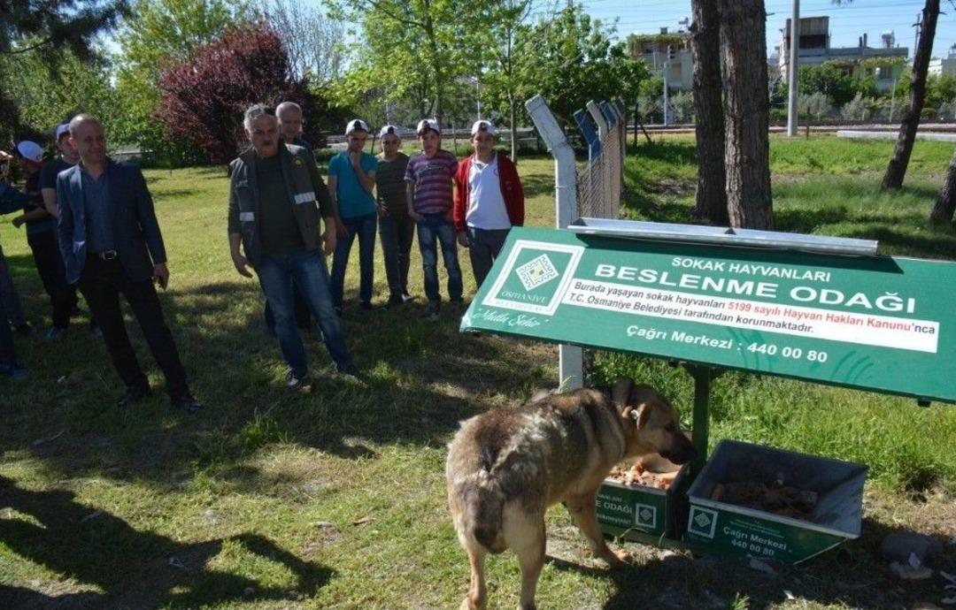 Osmaniye&rsquo;de Sokak Hayvanları İ&ccedil;in Beslenme Noktaları Oluşturuldu