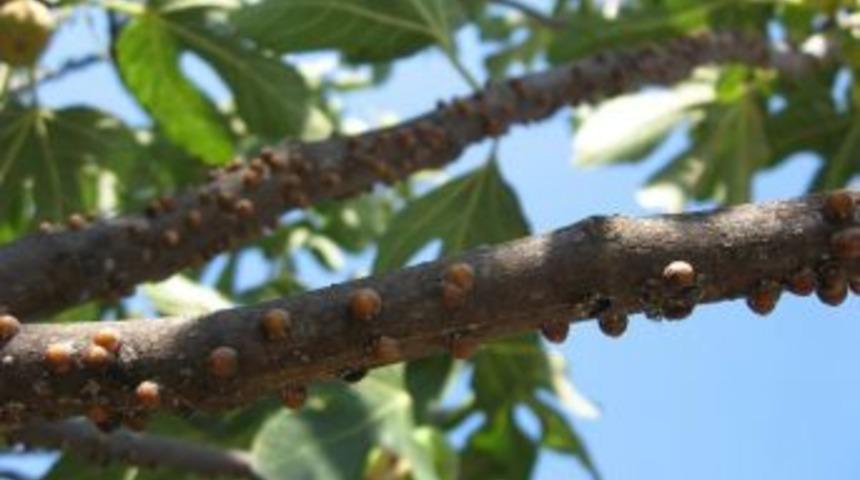İl&ccedil;e M&uuml;d&uuml;rl&uuml;ğ&uuml;nden &Ccedil;ift&ccedil;ilere Uyarı