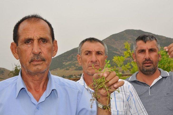 Gaziantep’te De Üzüm Bağları Kuruyor G1