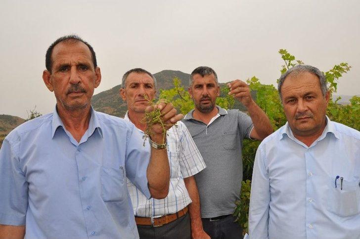 Gaziantep’te De Üzüm Bağları Kuruyor G5