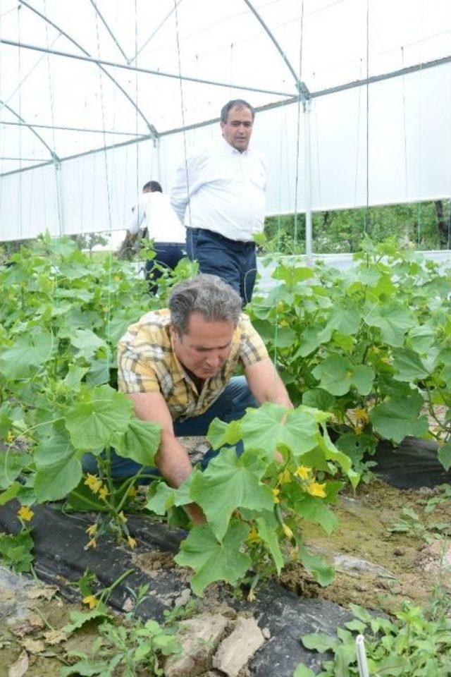 Aksaray’da Seracılık Hızla Gelişiyor