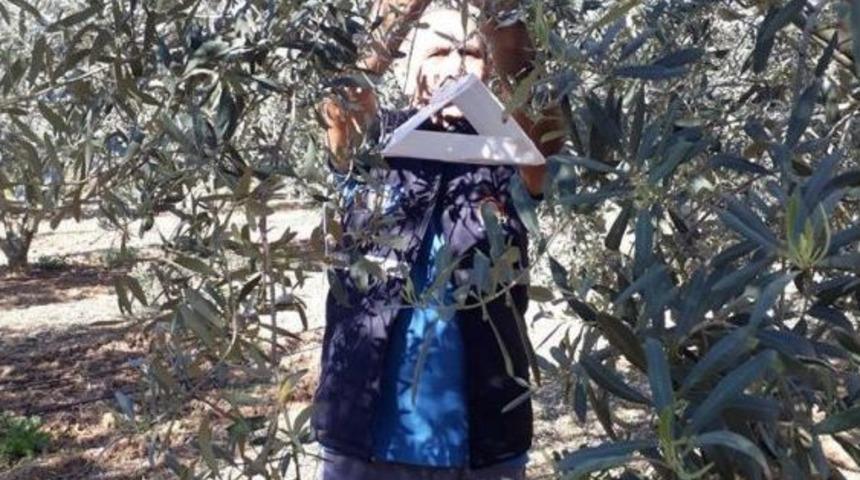 Zeytin Sineğine Karşı Tuzak Kuruldu