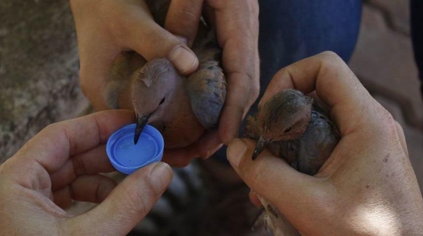 Kumrular İşyerinin Cam B&ouml;lmesinde Mahsur Kaldı