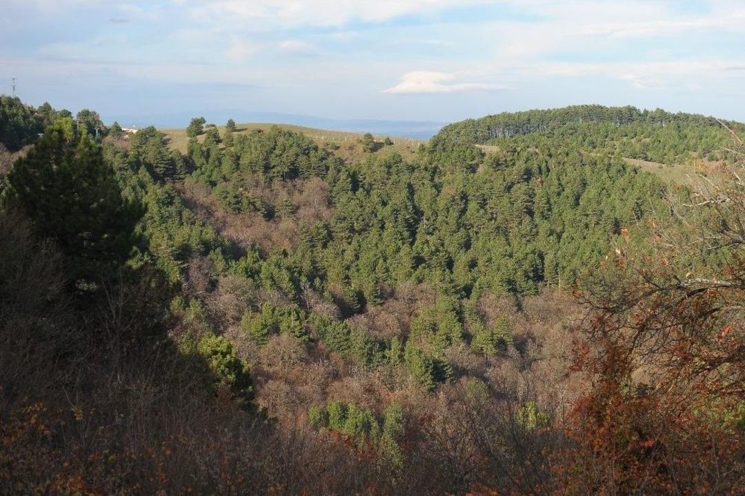 (&ouml;zel Haber) Uludağ&rsquo;da Yılbaşı &Ouml;ncesi Fidan N&ouml;beti